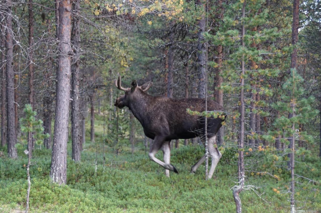 Moekki - The White Blue Wilderness Lodge Inari Exterior foto